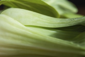 Fresh green bok choy or pac choi chinese cabbage. Side view, close up, macro