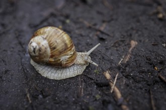 A vineyard snail crawls along a forest path near Münster, 08/04/2024