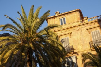 Looking up at palm tree blue sky and historic building in the centre of Malaga, Spain, Europe