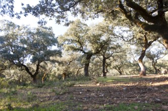 Cork oak trees in Sierra de Aracena, Huelva province, Spain, Europe