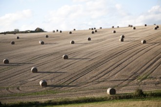 Round straw bales dotted around a sloping field, Marlborough Downs chalk hills, near Lockeridge,