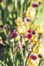 Colorful purple and yellow irises in a botanical garden