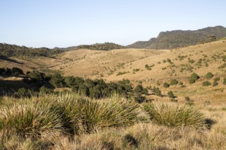 Montane grassland and cloud forest environment Horton Plains national park, Sri Lanka, Asia