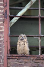 Eurasian eagle-owl (Bubo bubo), fledged young bird, in an old window frame, industrial building,