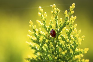 A ladybird crawls on the top of a green plant under a sunny sky, Germany, Europe