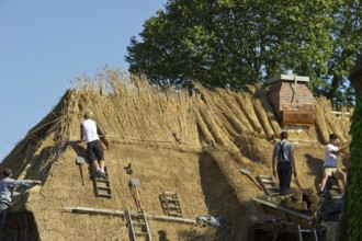 Roofer covering a thatched roof, Föhr, North Frisian Islands, North Frisia, Schleswig-Holstein,