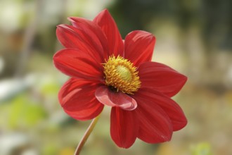 Dahlia 'Feuerrad' (Dahlia Hybride), flower, ornamental plant, North Rhine-Westphalia, Germany,