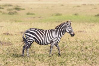 Zebra (subgenus Hippotigris) walking on a grass savanna in east africa, Maasai Mara National