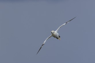 Northern gannet (Morus bassanus) adult bird in flight, Yorkshire, England, United Kingdom, Europe