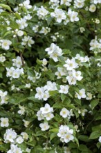 European or pale pipevine (Philadelphus coronarius), flowers, also known as false jasmine, summer