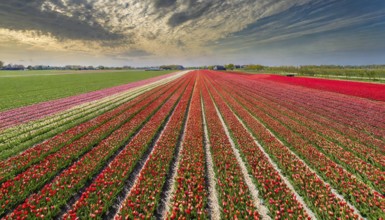 Agriculture, dense, intensely red blooming tulip field up to the horizon, aerial view, from above,