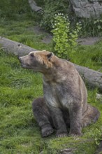 Captive bred Polar bear, brown bear hybrid also called grolar bear, pizzly bear, nanulak at