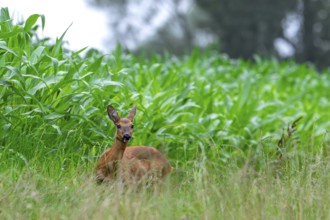 European roe deer (Capreolus capreolus) female, doe foraging in grassland, meadow along cornfield