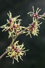 Witch hazel (Hamamelis mollis Pallida), Emsland, Lower Saxony, Germany, Europe