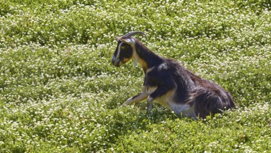 A goat rises from a dense carpet of flowering grass, sheep (e) or goat (n), ovis, caprae, Crete,