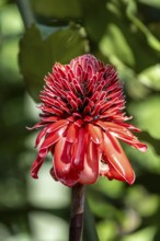 Torch ginger (Etlingera elatior), invasive plant species, Costa Rica, Central America