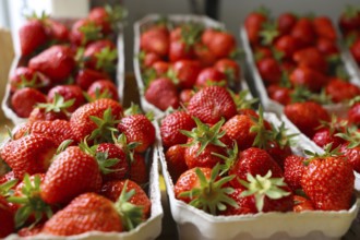 Fresh strawberries in the shop