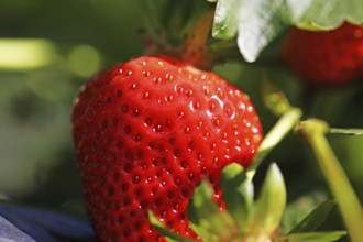 Close-up of ripe strawberries in the field