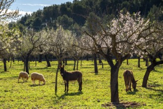 Almond blossom on Majorca, from January to March many hundreds of thousands of almond trees blossom