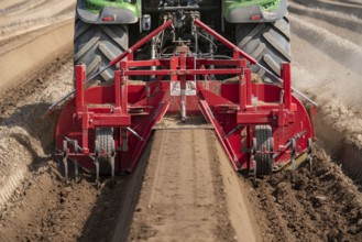 A farmer builds asparagus ridges on a field with the help of an asparagus tiller, in which the