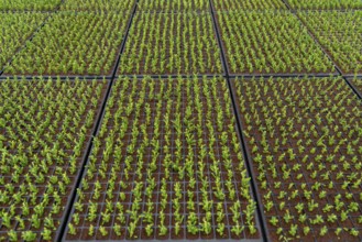 Garden nursery, cuttings, heather, broom heather, Calluna vulgaris are planted by hand in small