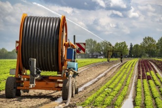 A field is artificially irrigated, water is sprayed onto the field via an irrigation system, field