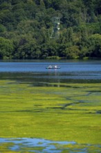 Green carpet of plants on Lake Baldeney in Essen, proliferating aquatic plant Elodea, waterweed, an