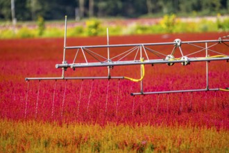 Automatic irrigation on an outdoor area of a horticultural business, autumn plants, heather plants,