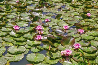 Water lilies in the castle pond at Hämelschenburg Castle, Weser Renaissance castle, municipality of