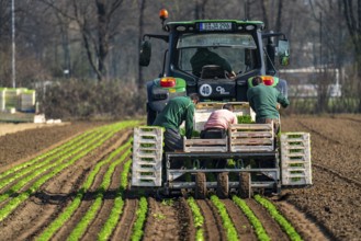 Agriculture, herb gardening, parsley is planted in rows in a field with a planting machine