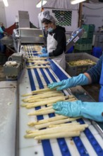 Asparagus farm, white asparagus is washed, cut and sorted by quality after harvesting, near