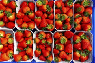 Freshly harvested strawberries, packed in boxes and crates for the consumer, strawberry cultivation