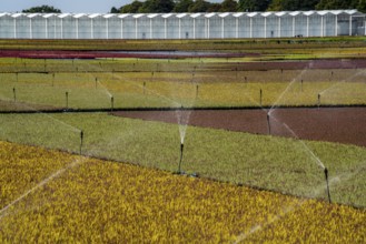 Horticultural business, irrigation with a sprinkler system, outdoors, plants grow here to be sold