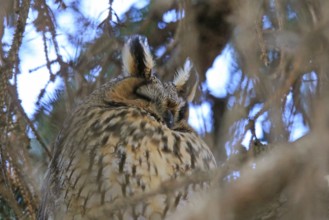 Long-eared owl (Asio otus), winter, Saxony, Germany, Europe