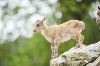 Alpine ibex (Capra ibex) youngster, standing on a rock, wildlife Park Aurach near Kitzbuehl,