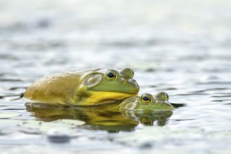 Bull frogs. Lithobates catesbeianus. Bull frogs mating. La Mauricie national park. Province of