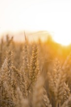 Wheat ears in the evening light with a radiant sunset in the background, Gechingen, Black Forest,