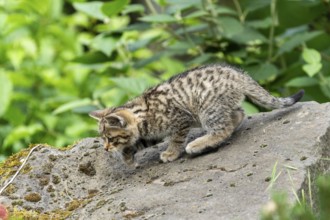 A small kitten sniffs curiously on a large stone in a green environment, wildcat (Felis