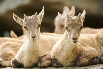 Alpine ibex (Capra ibex) youngsters, lying on a rock, wildlife Park Aurach near Kitzbuehl, Austria,