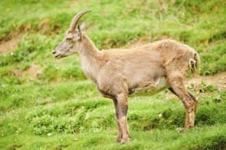 Alpine ibex (Capra ibex) female standing on a meadow, wildlife Park Aurach near Kitzbuehl, Austria,