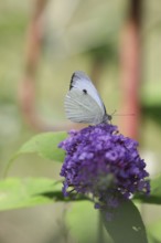 Small white (Pieris rapae), sucking nectar from a loosestrife (Lythrum salicaria) flower,