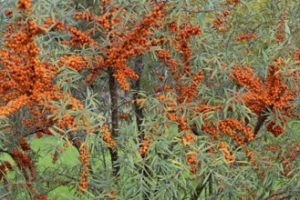 Common sea-buckthorn (Hippophae rhamnoides), shrub with fruit, Moselle, Rhineland-Palatinate,