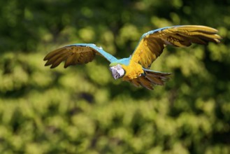 Blue and yellow macaw (Ara ararauna) in flight, captive, Lower Saxony, Germany, Europe