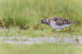 Ruff (Philomachus pugnax) male, Lower Saxony, Germany, Europe