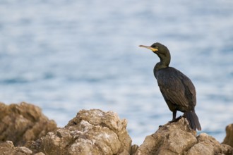 Common shag (Gulosus aristotelis), Istria, Croatia, Europe