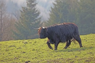 Scottish Highland Cattle, Kyloe, Balve, North Rhine-Westphalia, Germany, Europe