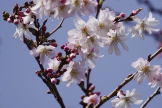 Blossom of the Higan cherry at the end of February, Germany, Europe