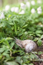 Roman snail (Helix pomatia) crawling on the forest ground among green leaves at spring