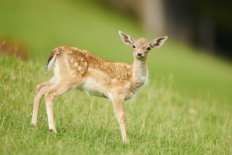 European fallow deer (Dama dama) fawn standing on a meadow, Kitzbühel, Wildpark Aurach, Austria,