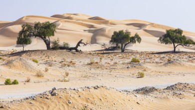 Trees in front of sand dunes, Rub al Khali desert, Dhofar province, Arabian Peninsula, Sultanate of